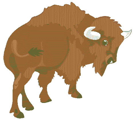 Bison